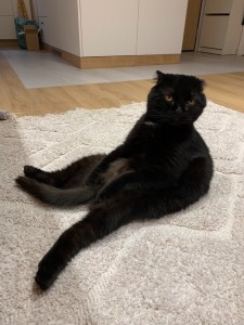 Создать мем: шотландец черный, черный вислоухий кот, чёрный шотландский кот