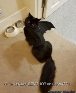 Создать мем: купи кота, чучело черной кошки, черный пушистый кот фото