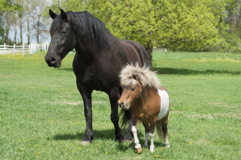 Create meme: Falabella Pony, the dwarf horse Falabella, pony horses