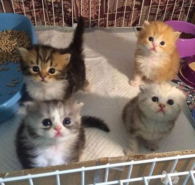 Create meme: adorable kittens, the kitten is a small fluffy ball, Scottish kittens 