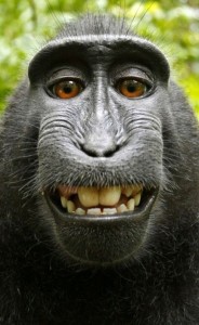 Create meme: macaques, monkey, monkey selfie Wallpaper