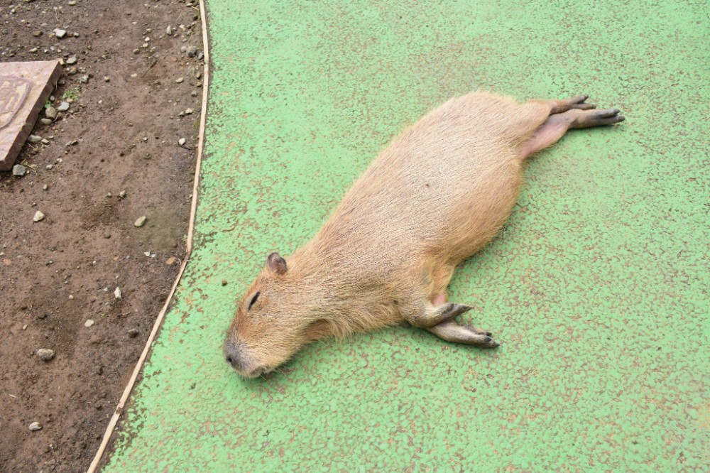 Капибара ул димитрова 24 фото Create meme "rodent capybara, capybaras" - Pictures - Meme-arsenal.com