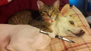 Создать мем: кот с ножом у горла, домашние животные, кошка победила