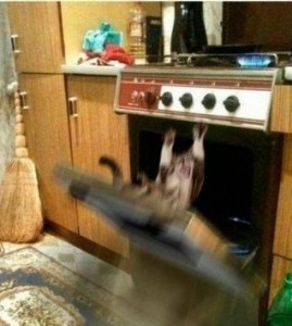 Create meme: lost cat, finished, gas stove