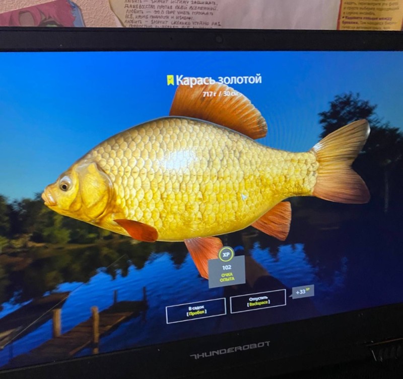 Create meme: carp and crucian carp, fish carp , carp 