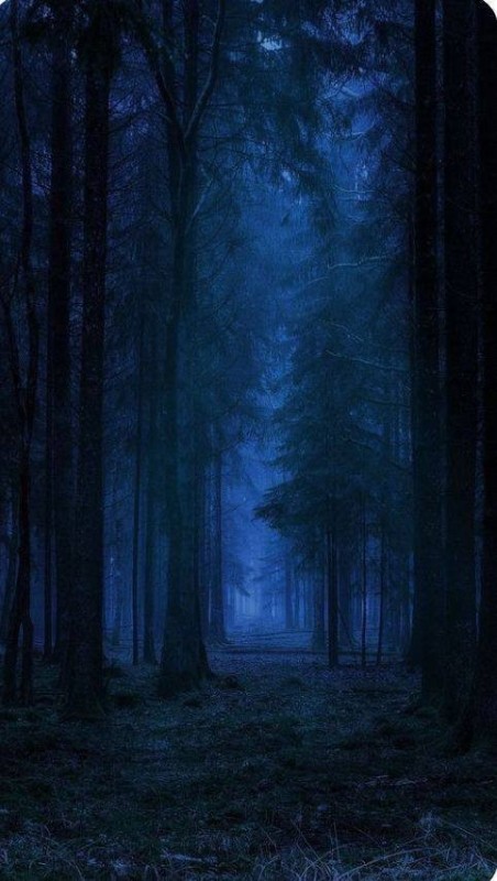 Create meme: night forest, in the forest at night, background of the night forest