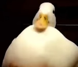 Create meme: duck duck, duck , duck with hands