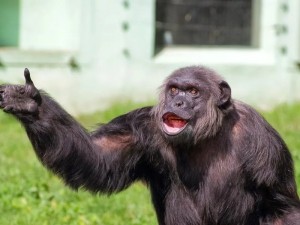 Create meme: Bonobo chimp, chimpanzee laughs, chimpanzee