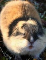 Create meme: lemming, Siberian lemming