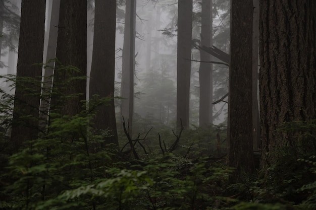 Create meme: dark forest, dense forest, forest misty
