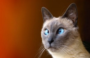Создать мем: сиамская голубая кошка, сиамский кот, тайская кошка