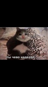 Create meme: memes with cats, meme cat, endangered cat meme