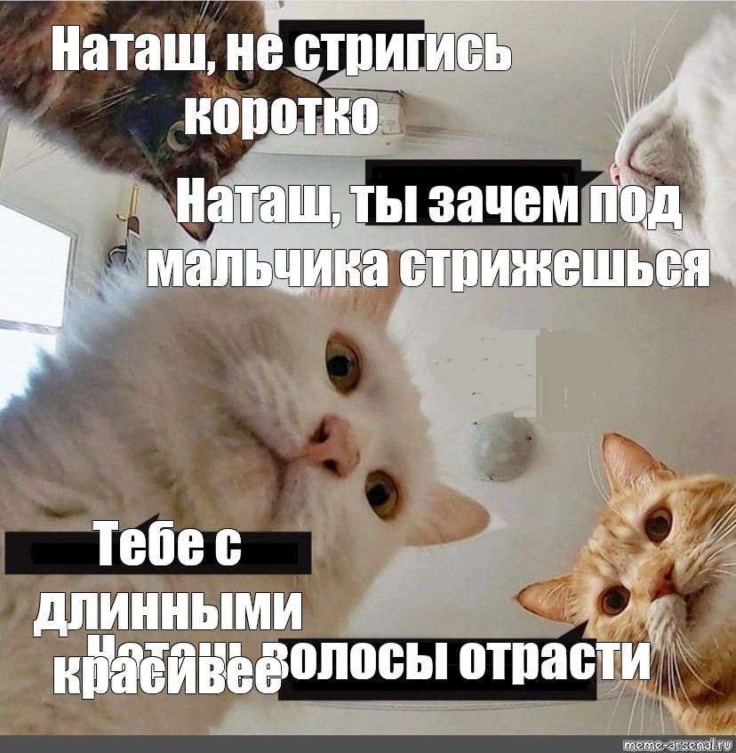 Короче наташа. Мем про котов и рыбу красивое. Мемы с котами и Наташей. Красивое Мем коты. Мемы с котом зачем оригинал.