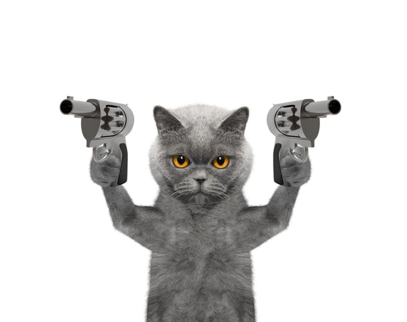 Create meme: cat with guns, cat , a cat with a gun