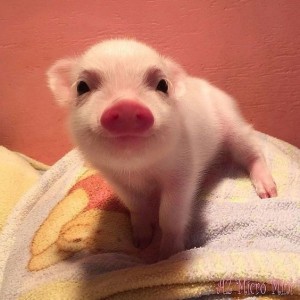Create meme: the pig is cute, mini piggies, cute pig