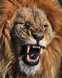 Create meme: you'd better have the enemy as a lion than a Jackal friend, photo of a lion Tagiyev, lion maniac