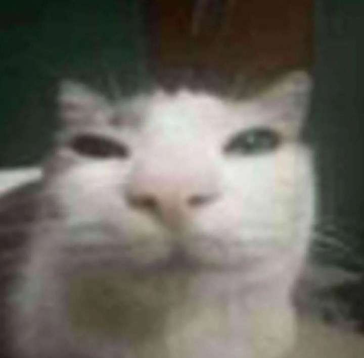 Create meme: the face of the cat, meme cat , cat meme 