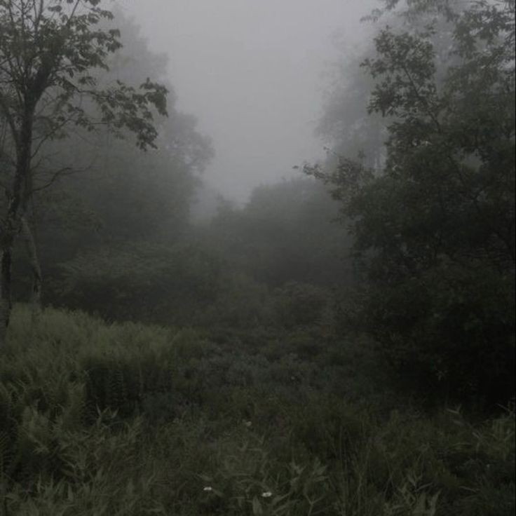 Create meme: the landscape is gloomy, foggy landscapes, foggy forest afc