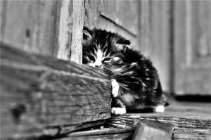 Создать мем: брошенный котенок гиф, животные, черно белое фото бездомный кутенок