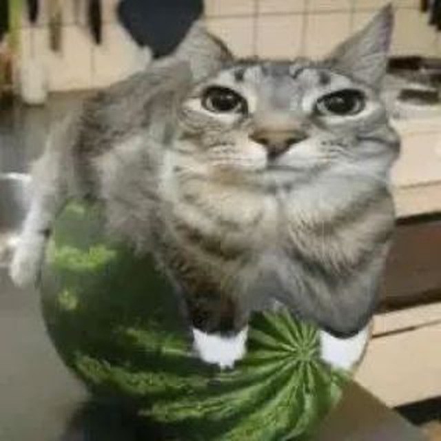 Create meme: kitten and a watermelon, a cat with a watermelon on its head, cat with watermelon meme