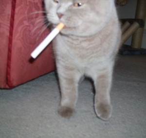 Создать мем: кошка с сигаретой в зубах, кот наркот, курящий кот