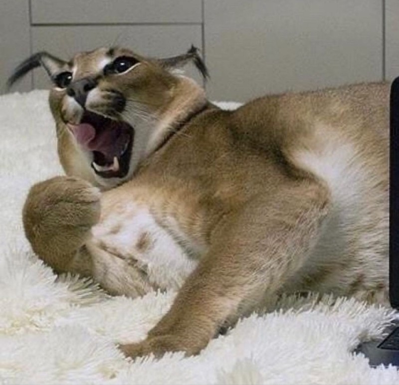 Create meme: caracal slap, slap caracal, caracal helmet