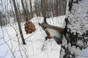 Create meme: funny squirrels, squirrel with cone