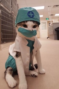 Create meme: Dr. kitty singer, 13th doctor cat, Dr. cat