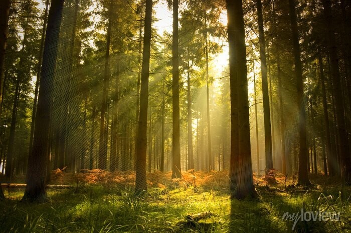 Create meme: beautiful pine forest, sun in the forest, dense forest