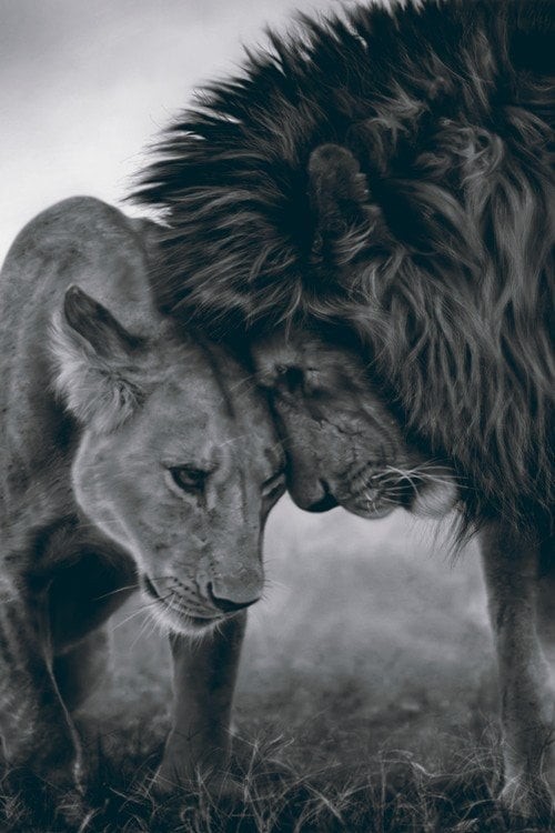 Create meme: photographer and animals, a lion and a lioness together, lion and lioness love