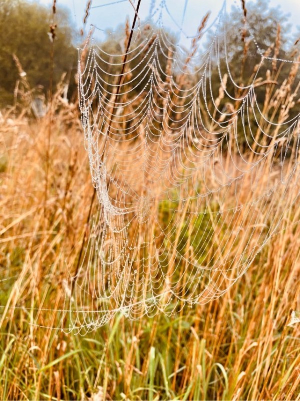 Create meme: cobwebs, The web at dawn, golden web