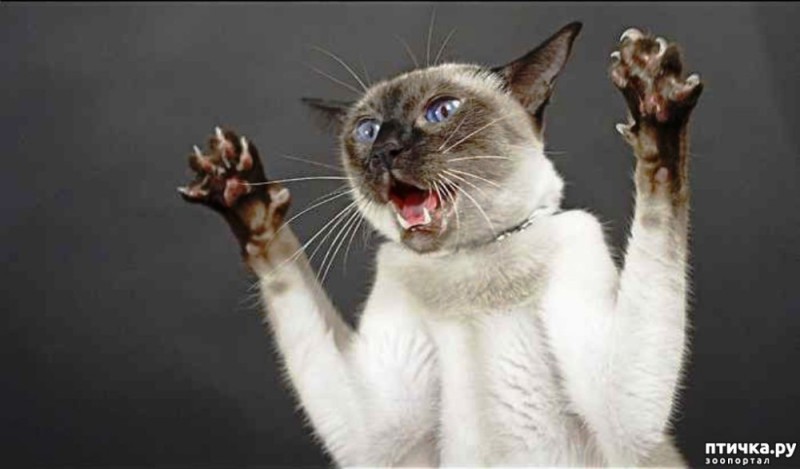 Create meme: siamese cat is evil, Siamese cat , cat attacks