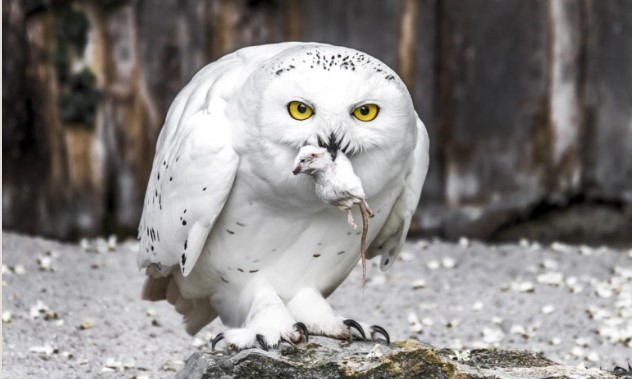 Create meme: white owl, white owl, white polar owl