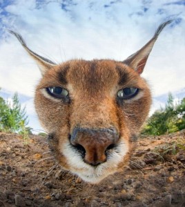 Create meme: Caracal