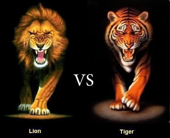 Create meme: lion vs tiger, tiger vs lion, tiger vs lion