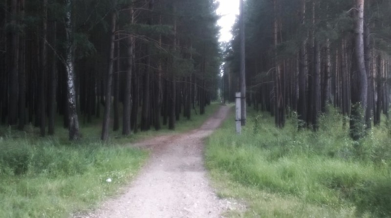 Create meme: Meshchersky Forest Park, seaside park sosnovy bor, pine forest