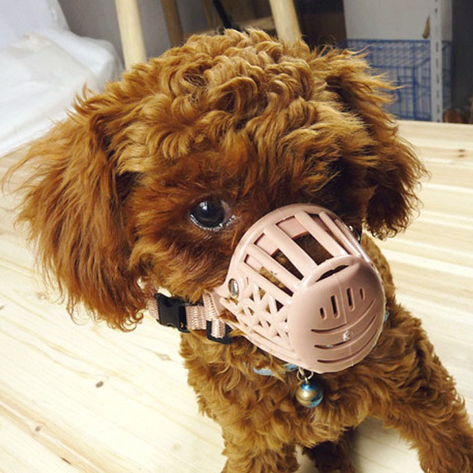 Create meme: plastic muzzle for dogs, muzzle for small dogs, muzzle for small dogs