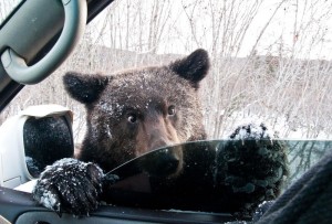Create meme: dog, well the bear in the window teasing, the bear freezes photo
