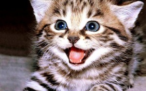 Create meme: cat, cat, kitty smiles