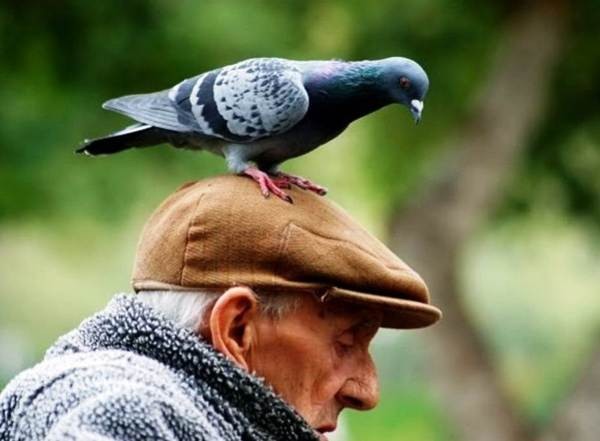 Создать мем: птица на голове, сизый голубь, умный голубь
