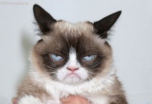 Create meme: cat, grumpy, Himalayan cat