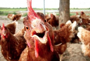 Create meme: chicken squawk Hisself, chicken chicken, laying hens
