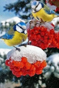 Создать мем: природа зимняя, зима рябина, красивые птицы
