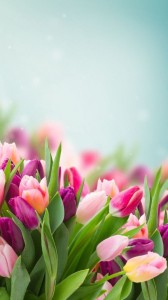 Create meme: pink tulips, flowers tulips, spring flowers tulips