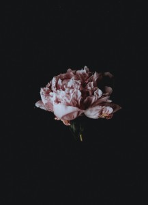 Create meme: backgrounds, peonies, darkness, peonies on black background