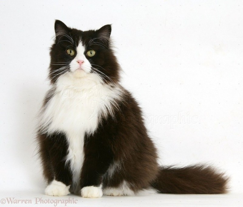 Create meme: Ragamuffin is a breed of cats, siberian cat bicolor, Siberian black and white cat