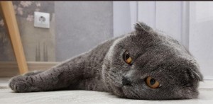 Create meme: cat British, Scottish fold cat, cat Briton gray