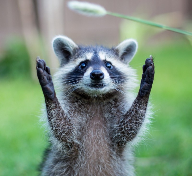 Create meme: raccoon gargle , raccoon , The raccoon waves its paw