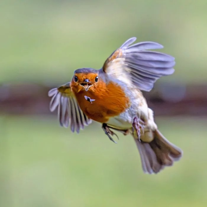 Create meme: the bird is a robin, robins hearing a voice, the bird is a Robin