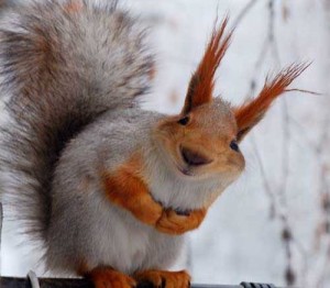 Create meme: squirrel forest, squirrels, proteins animals